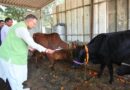 कैबिनेट मंत्री गणेश जोशी ने गोवर्धन पूजा के अवसर पर किया गौमाता का पूजन